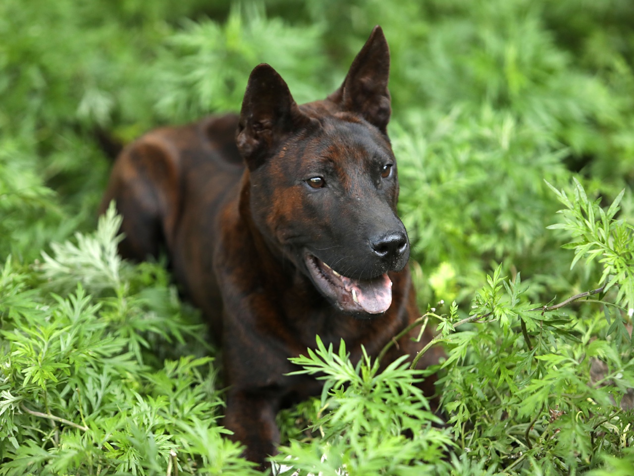 泰国斑狗【越南富国】二战工作犬