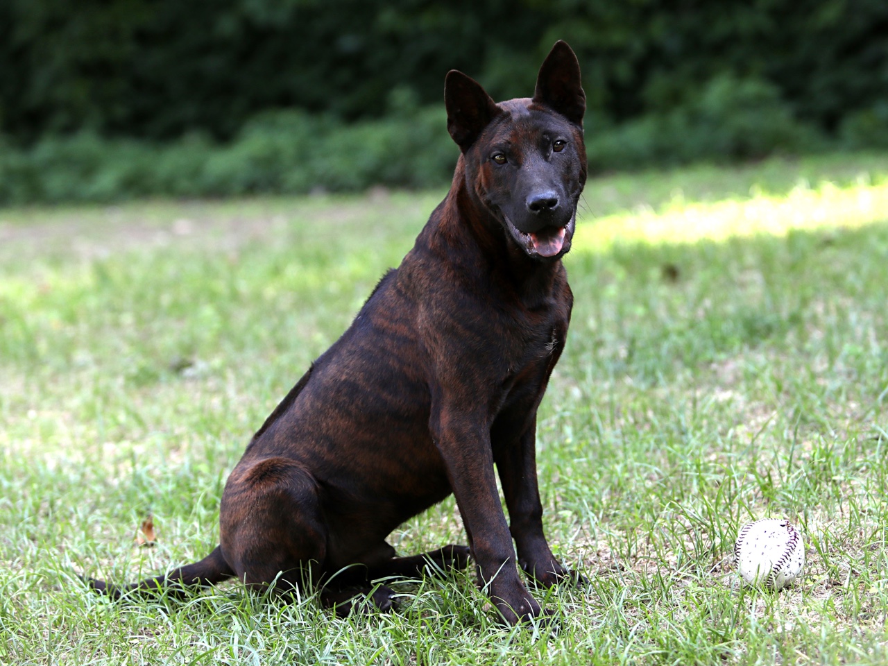 泰国斑狗【越南富国】二战工作犬