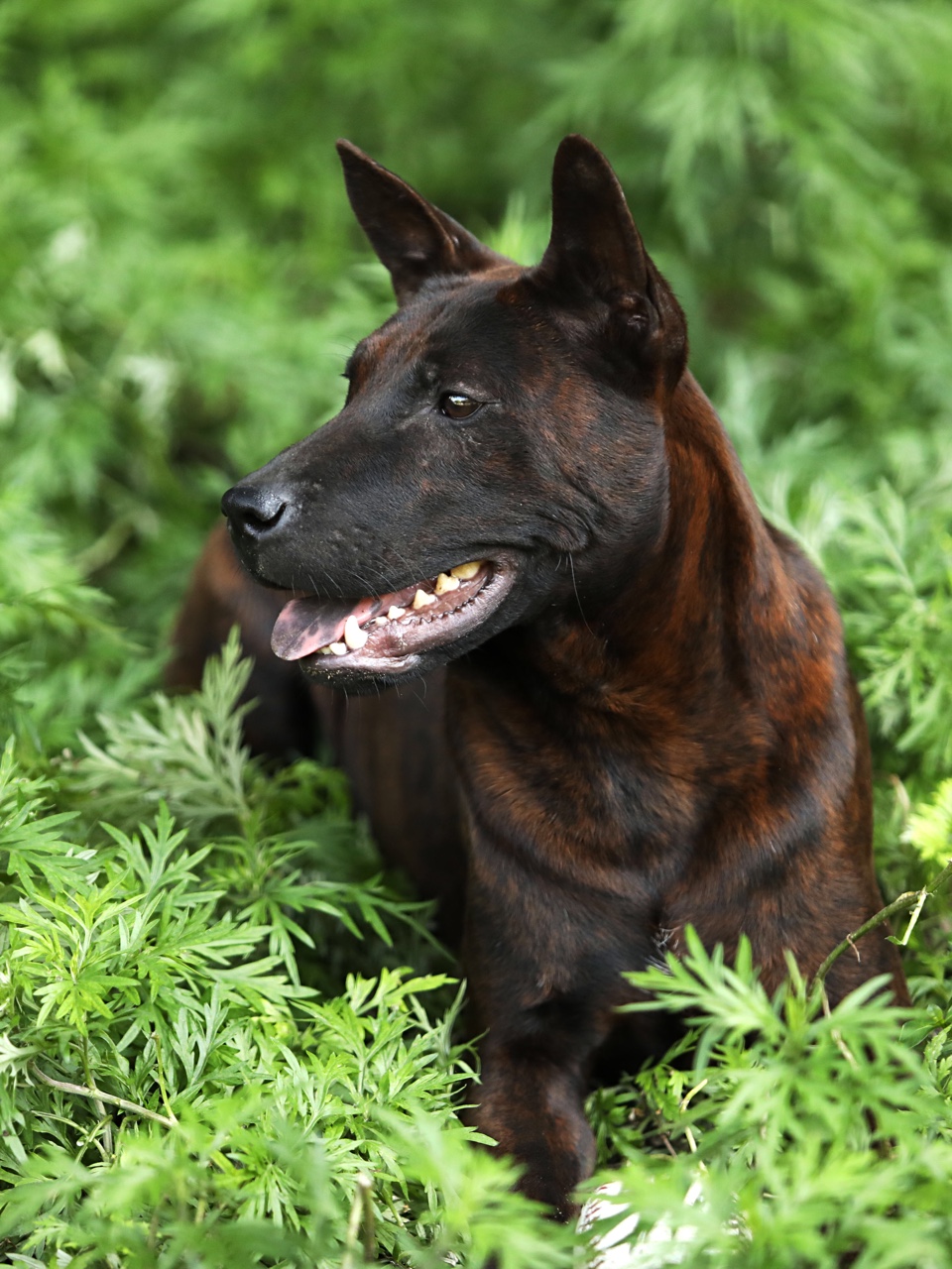 泰国斑狗【越南富国】二战工作犬