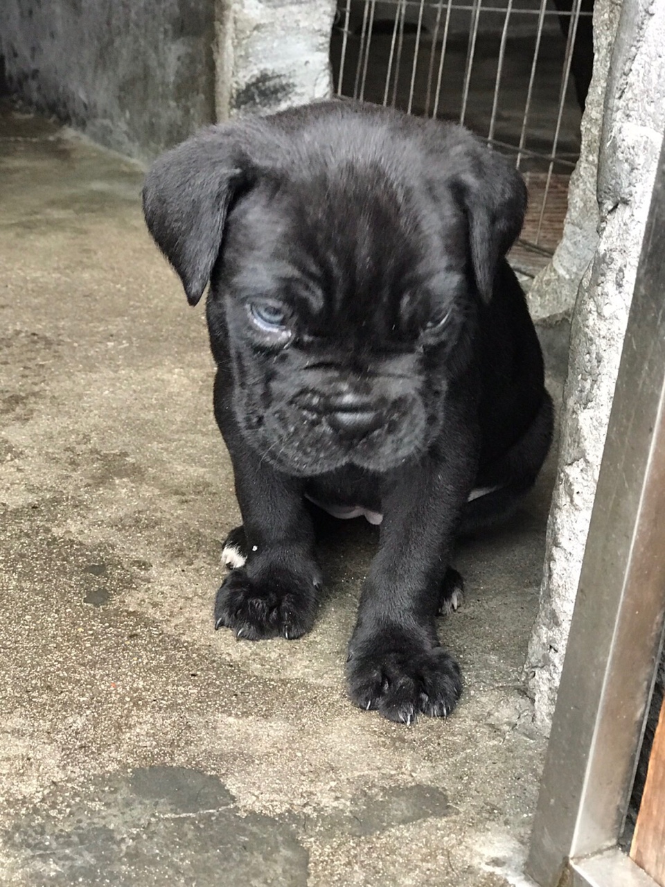 1200元出售家养繁殖卡斯罗幼崽