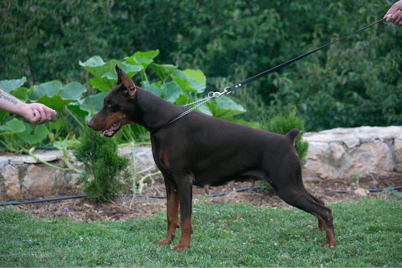 黑色小eutay - 杜賓犬交易 - 猛犬俱樂部-中國具有影響力的猛犬網站