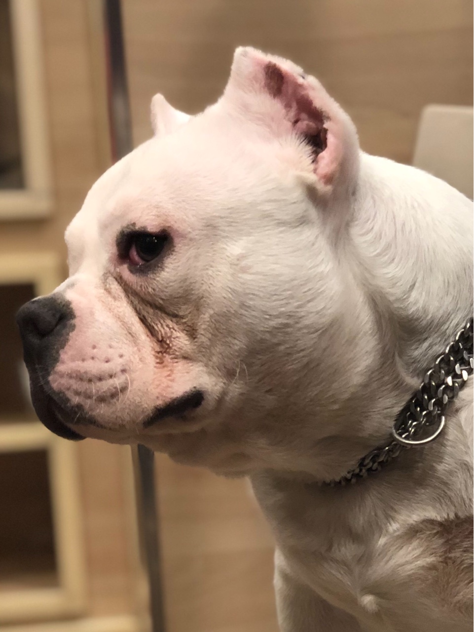 纯白恶霸 未来儿子 肩高30左右 6800处理