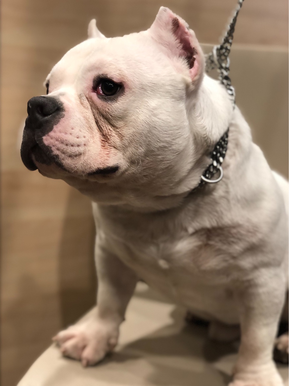 纯白恶霸 未来儿子 肩高30左右 6800处理