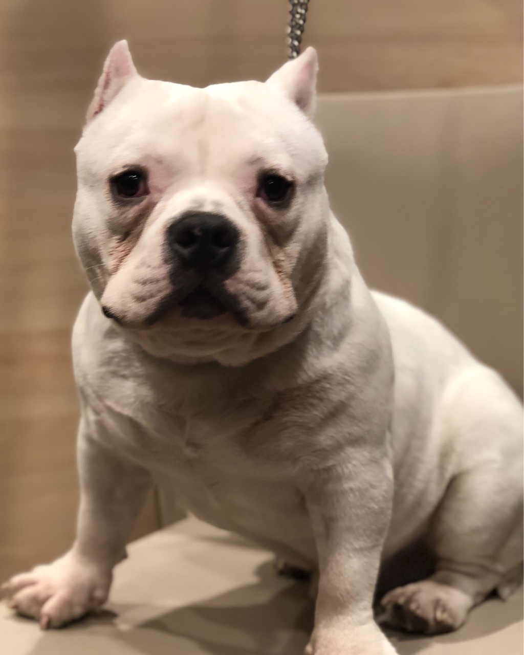 纯白恶霸 未来儿子 肩高30左右 6800处理