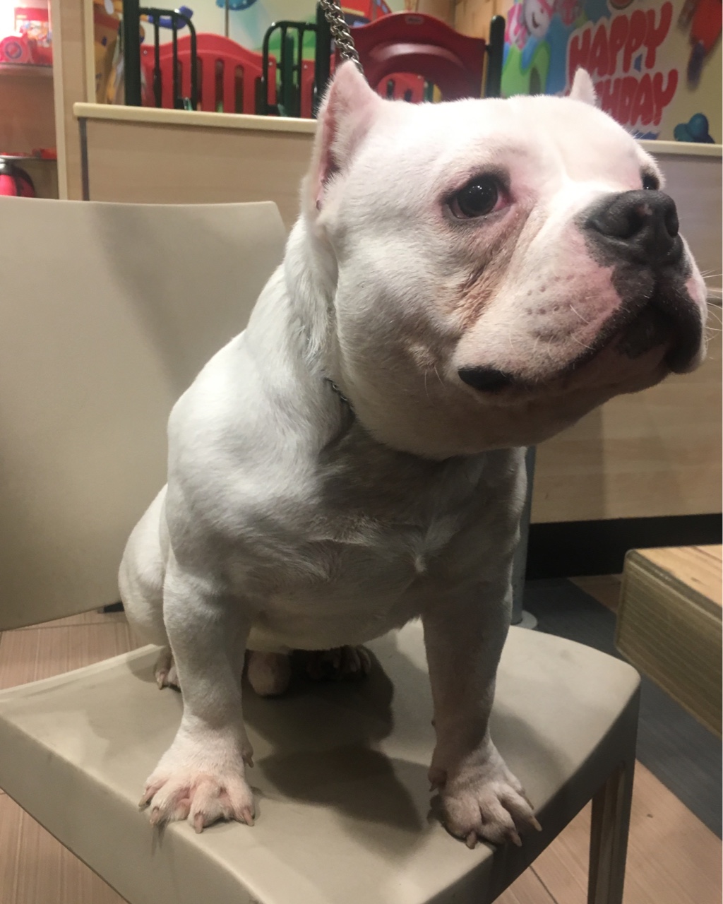 纯白恶霸 未来儿子 肩高30左右 6800处理