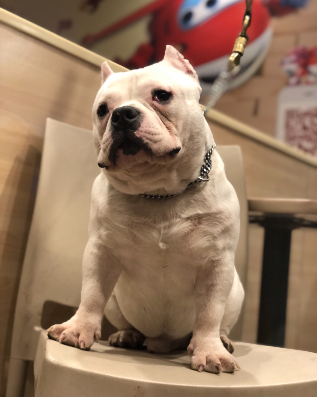 纯白恶霸 未来儿子 肩高30左右 6800处理