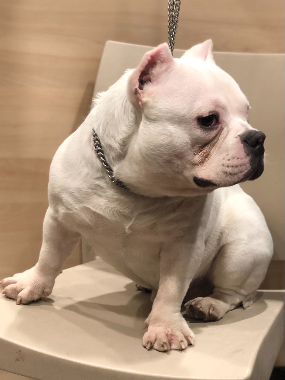 纯白恶霸 未来儿子 肩高30左右 6800处理