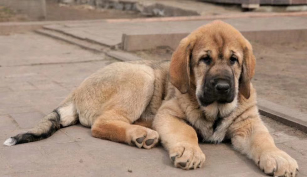 西班牙獒犬幼崽出售图片