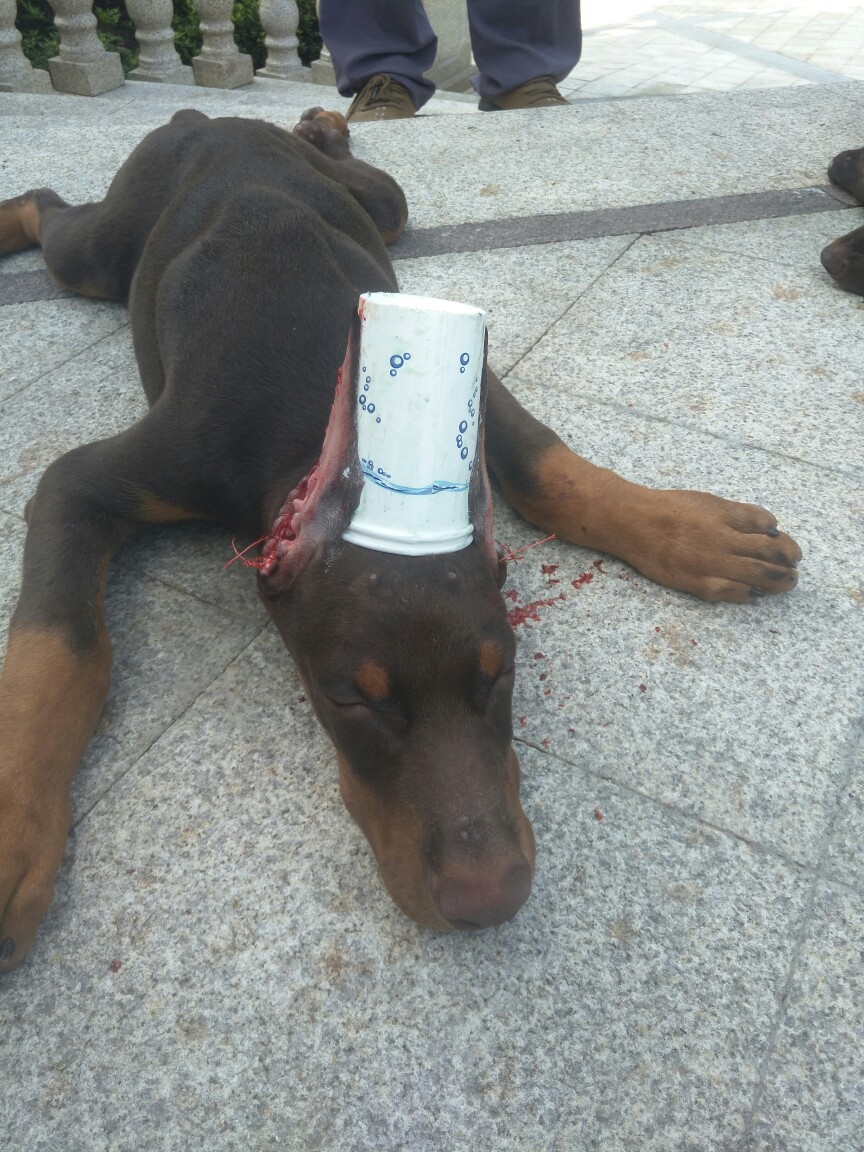 杜宾裁耳.全国各地上门服务,价格优惠,微信15376130362