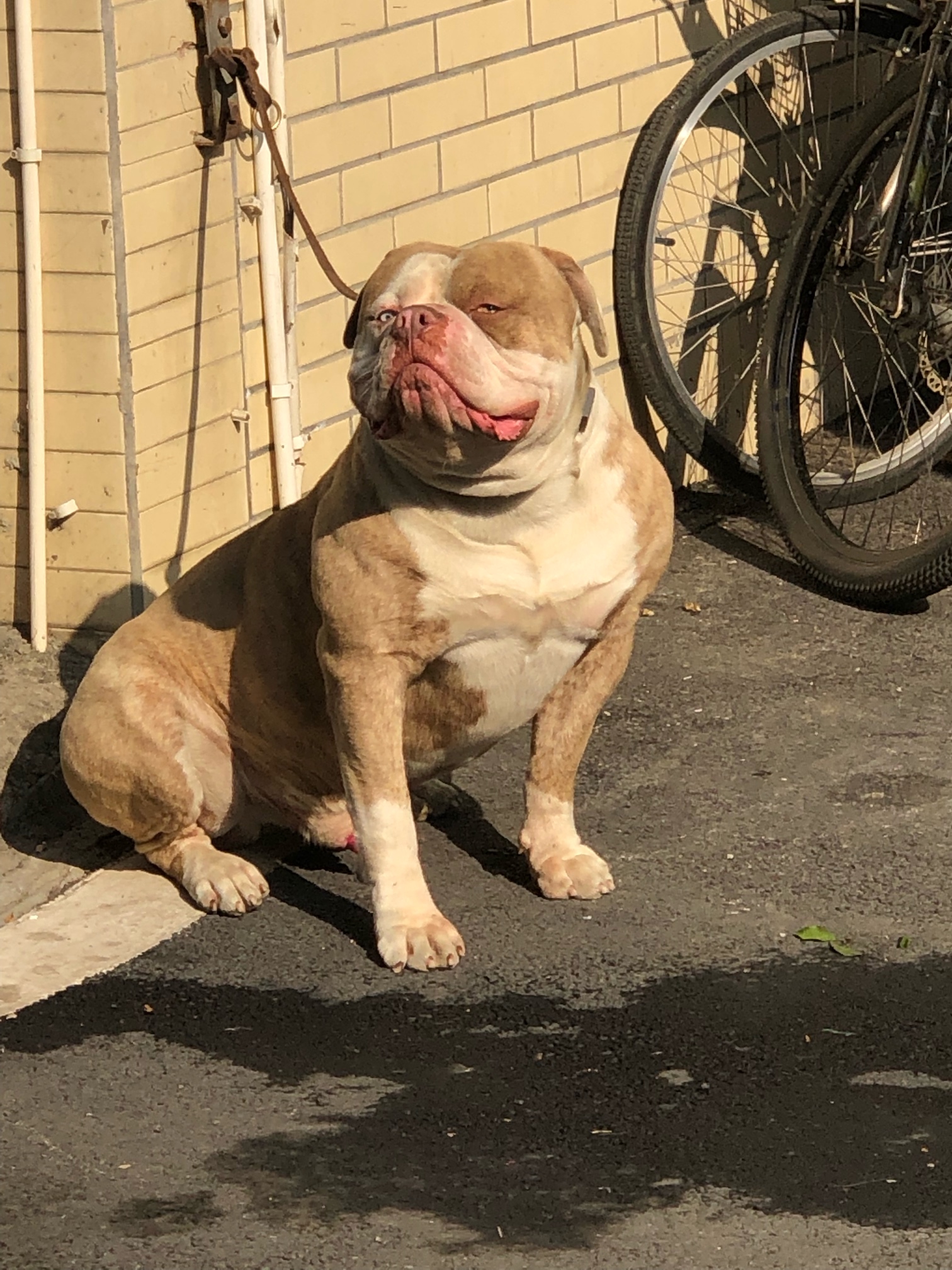 美牛犬交易 - 猛犬俱乐部-中国具有影响力的猛犬网站 - powered by