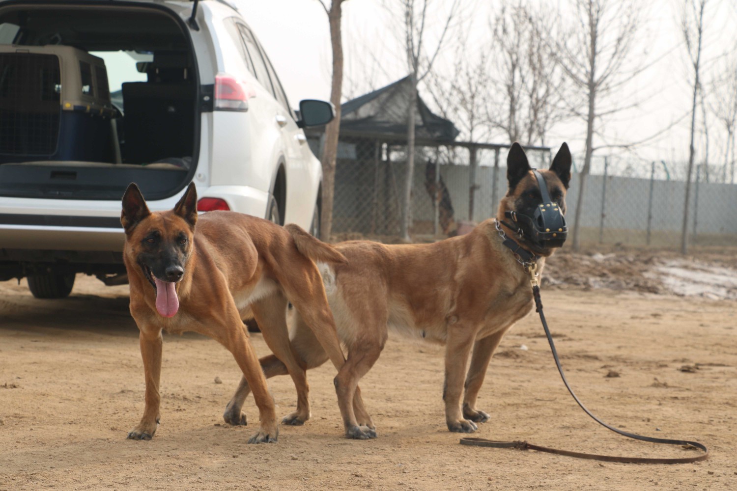 马犬交易 - 猛犬俱乐部-中国具有影响力的猛犬网站 - power