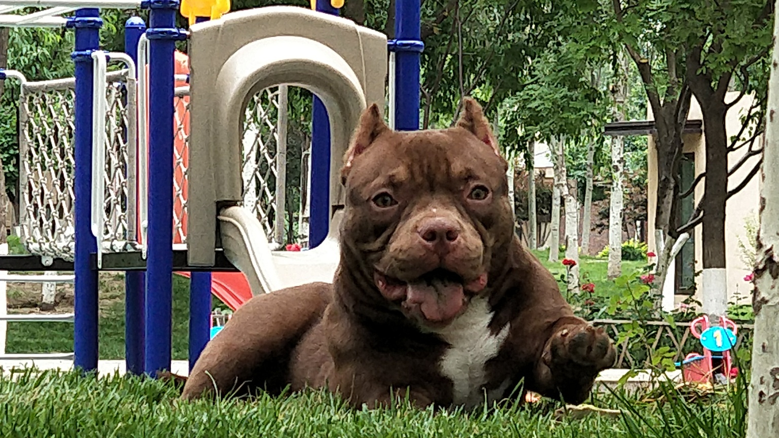 红魔女儿搭配统领公母各一只