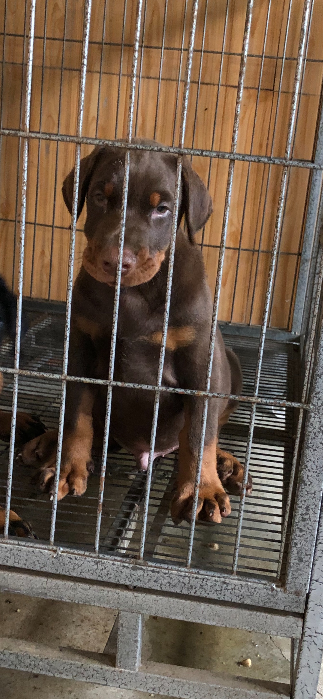 出售非常粗壮的小红公杜宾 - 杜宾犬交易 - 猛犬俱乐部-中国具有影响