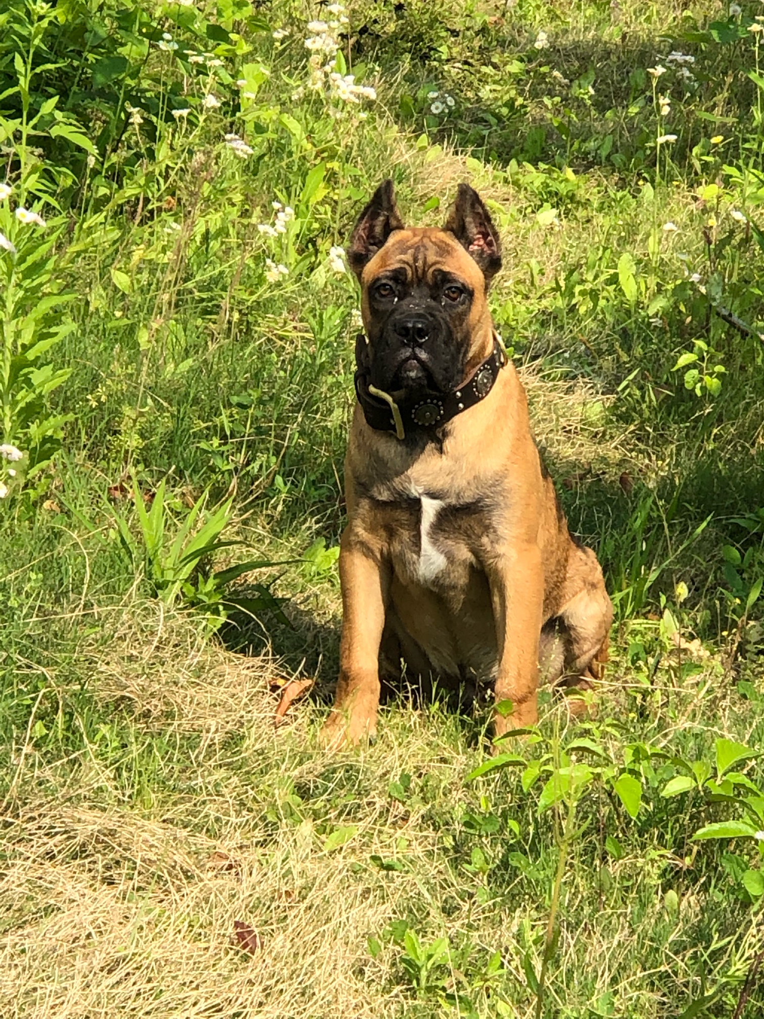 铁面公 - 卡斯罗交易 - 猛犬俱乐部-中国具有影响力的猛犬网站