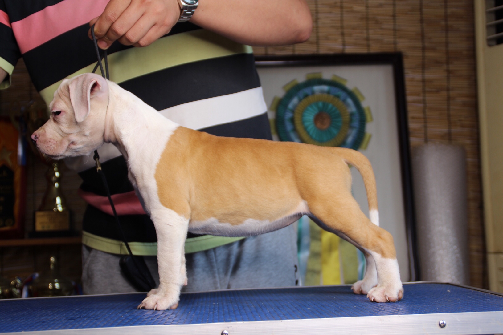 60日龄,父母均为欧洲原装进口冠军犬