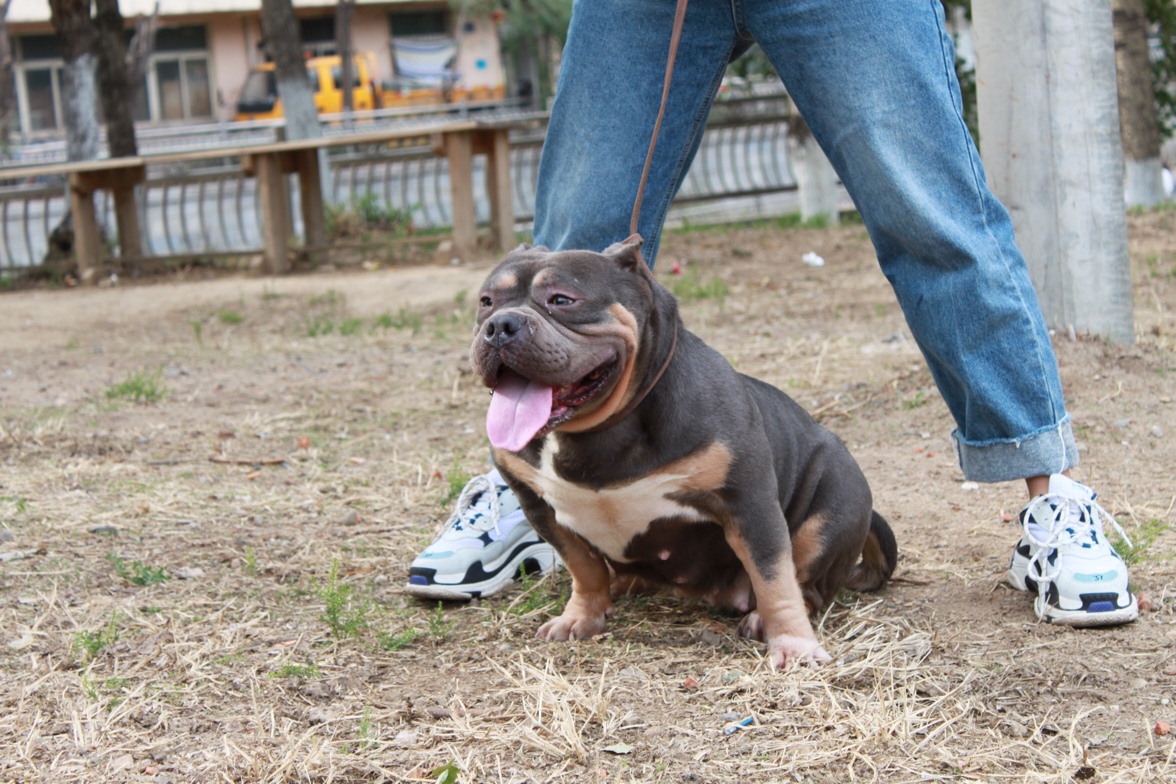 精品恶霸蓝三色母