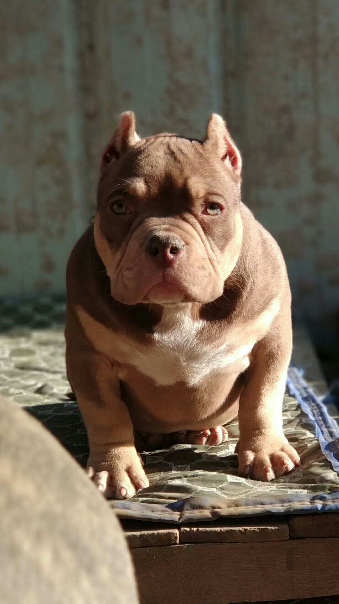 微信15376130362 - 恶霸犬交易 - 猛犬俱乐部-中国具