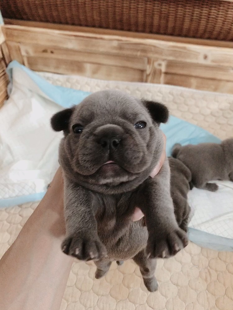 丁香色法国斗牛犬