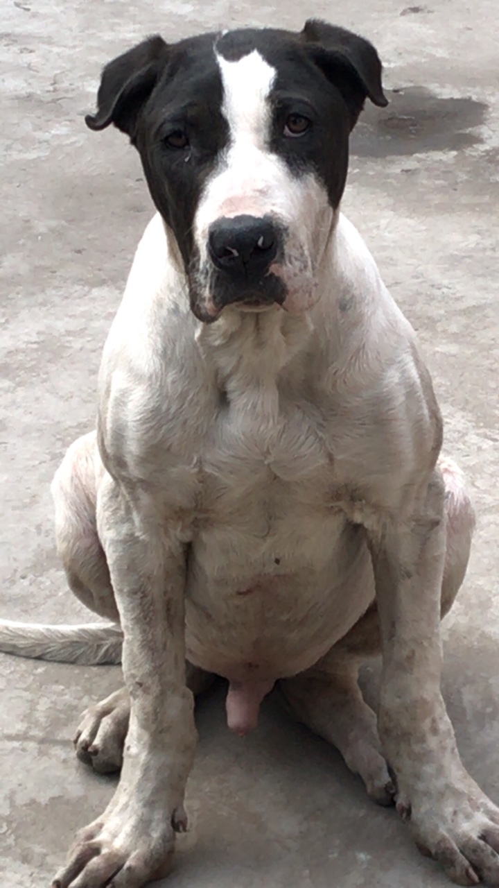 库达小公,7个月,有性,不会让你失望 - 库达犬