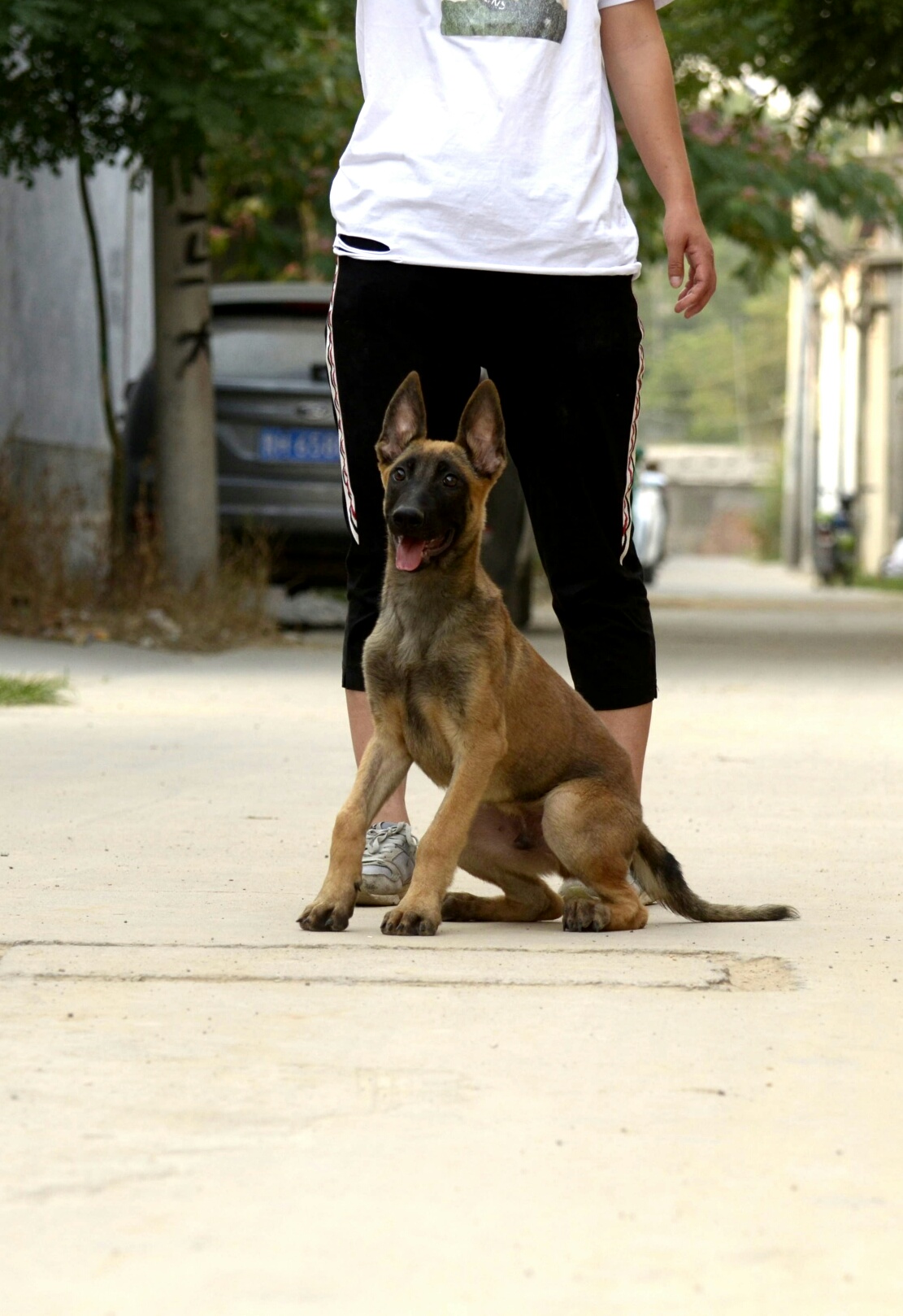 四个月小公,精品小马犬!阿尔法孙