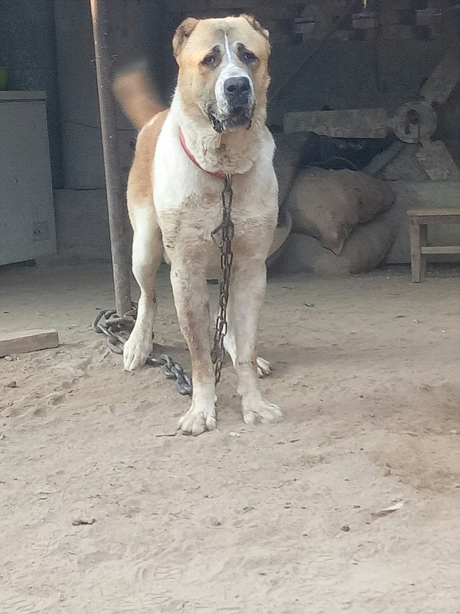 中亚|高狼交易 猛犬俱乐部-中国具有影响力的猛犬网站