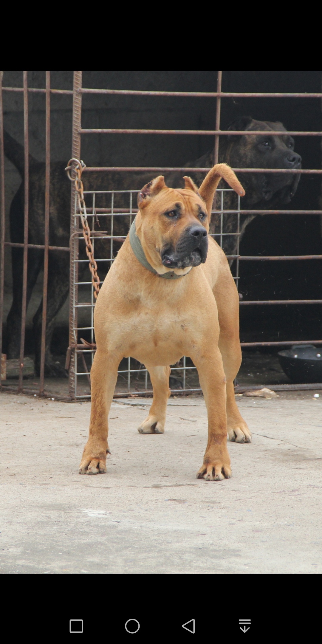 铁面母 - 加纳利 - 猛犬俱乐部-中国具有影响力的猛犬网站 - powered