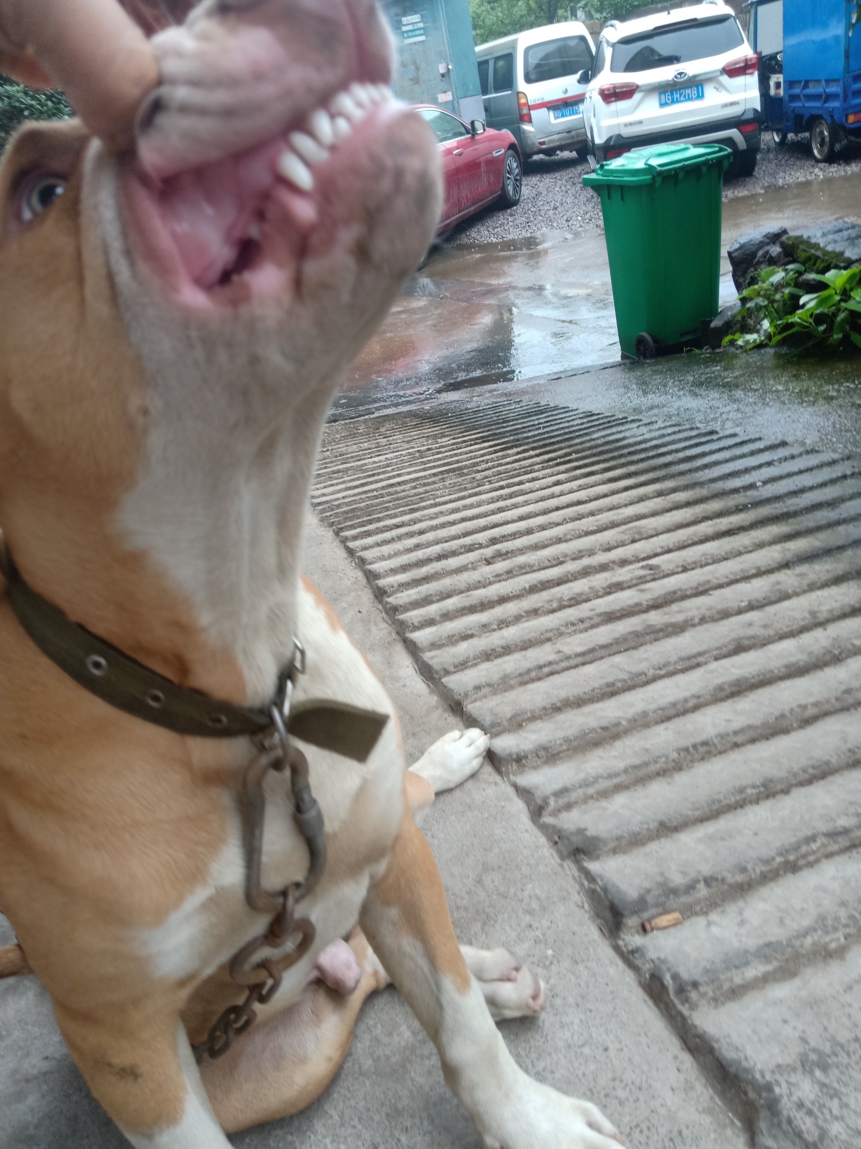 牙吗,看看,坐等干1002块 - 比特犬 - 猛犬俱乐部-中国具有影响力的