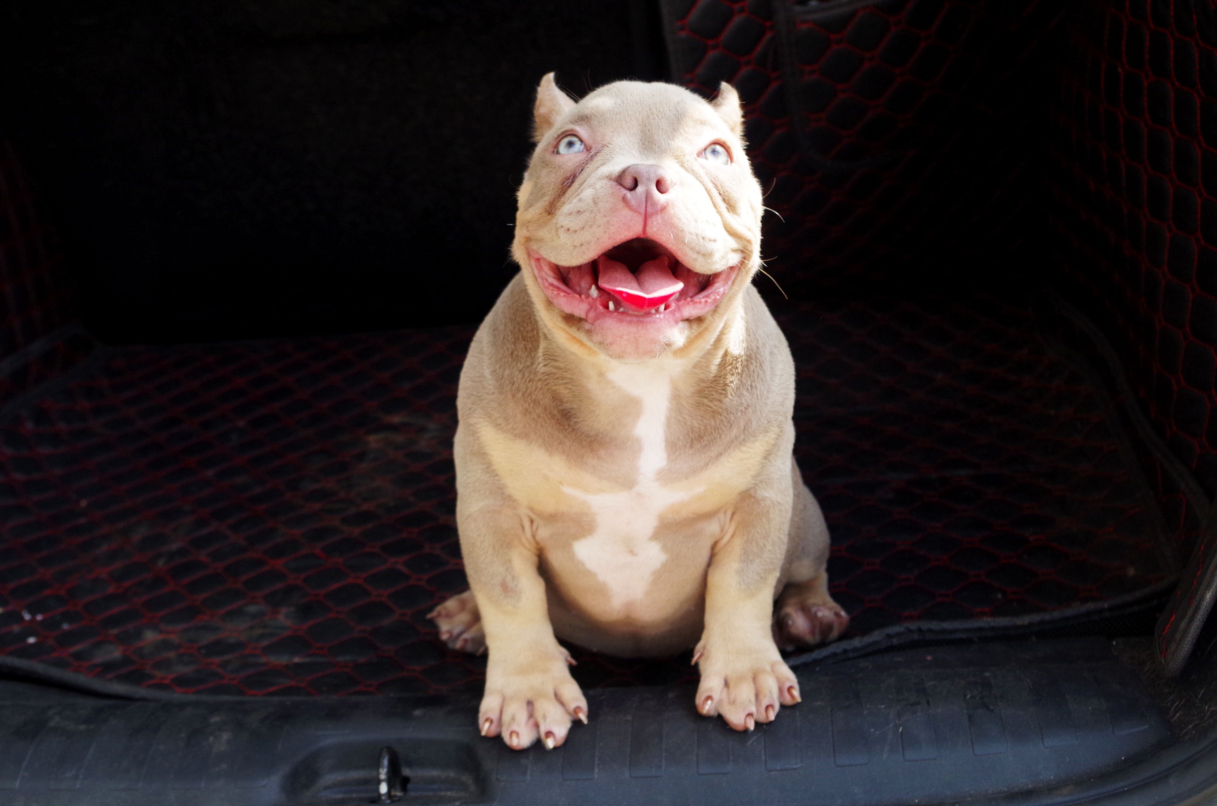 一窝小宝贝出售