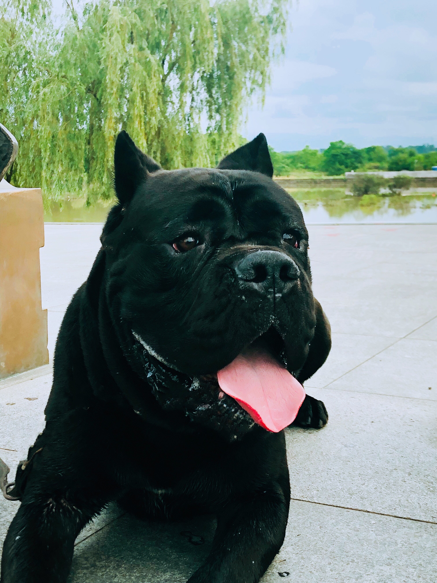 风景优美丰乐河畔的黑豹.