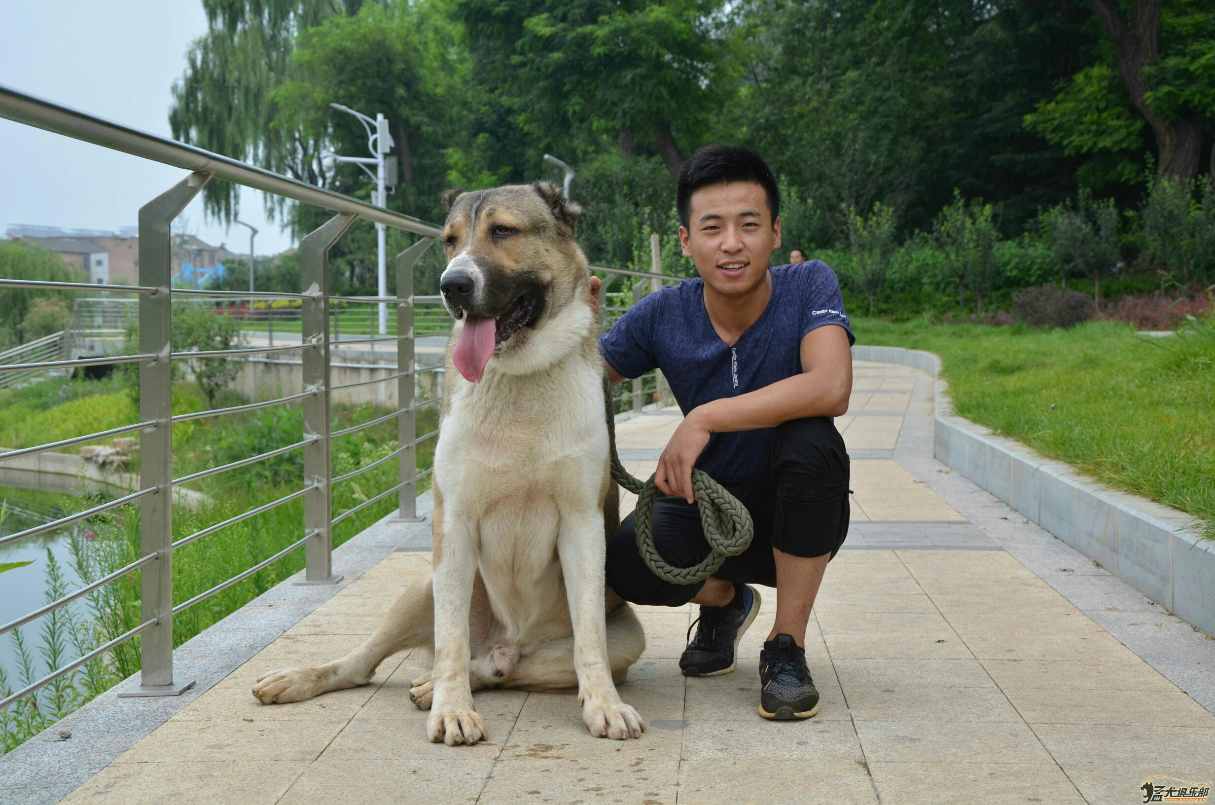中亚猎狼犬