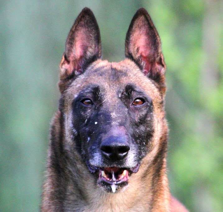 豹威孙代,两公两母