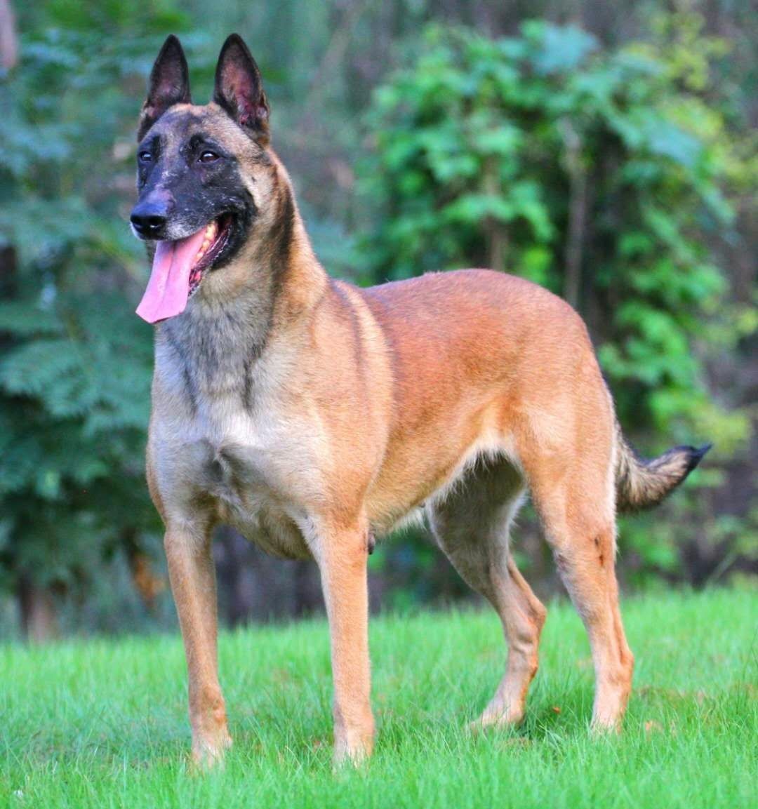 豹威孙代,两公两母