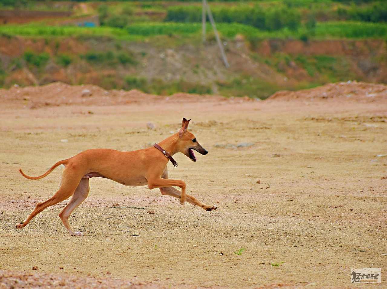 第一次养惠比特犬，小布和点点5个多月了。 - 格力|惠比特 - 猛犬俱乐部-中国具有影响力的猛犬网站 - Powered by Discuz!