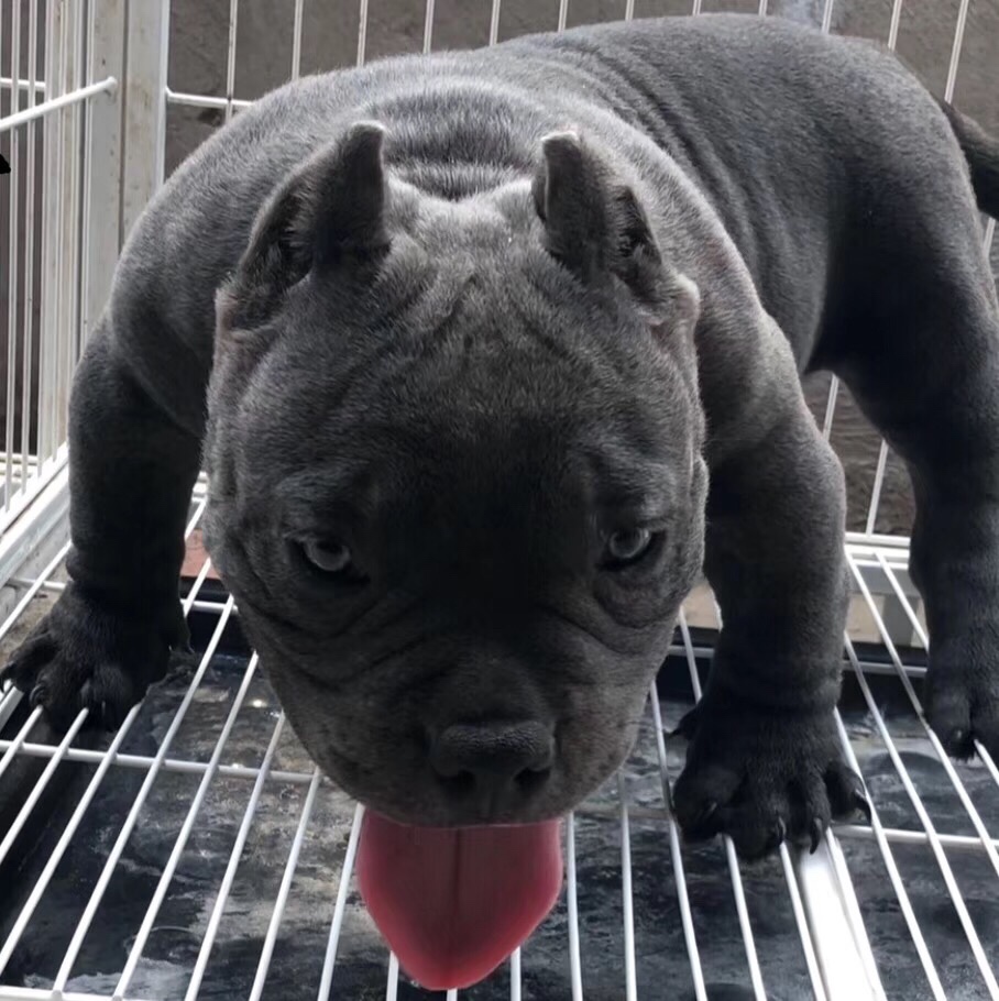 抱窝收购恶霸幼犬要求修耳