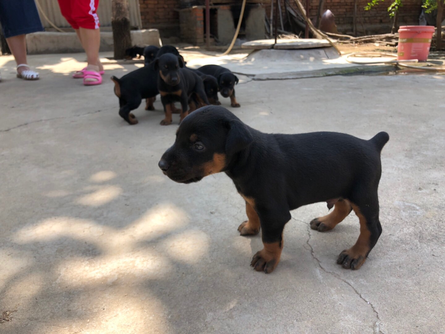 个人杜宾幼犬出售 - 杜宾犬交易 - 猛犬俱乐部-中国具有影响力的猛犬