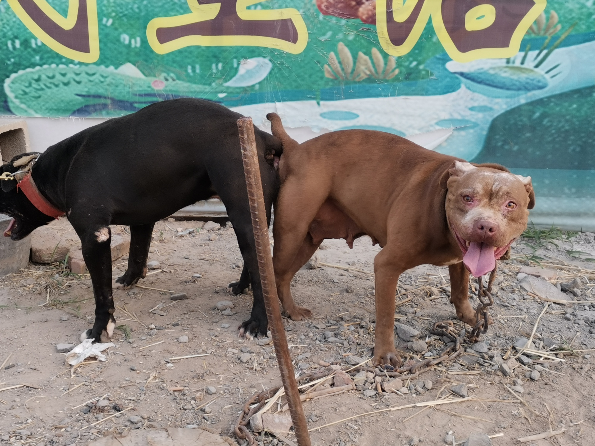 出售一条种母老魔鬼女儿配大白驴儿子索克15152037006