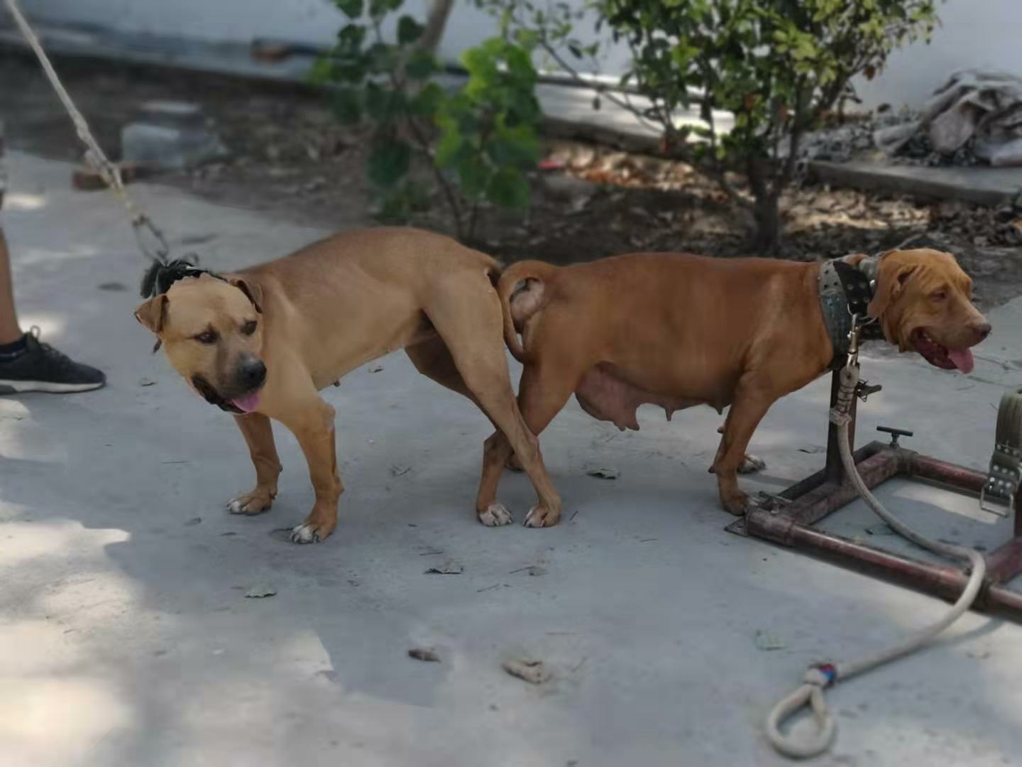 有幸拍得龙虎犬业一条种母,而且还是刚配过的,赚大了!