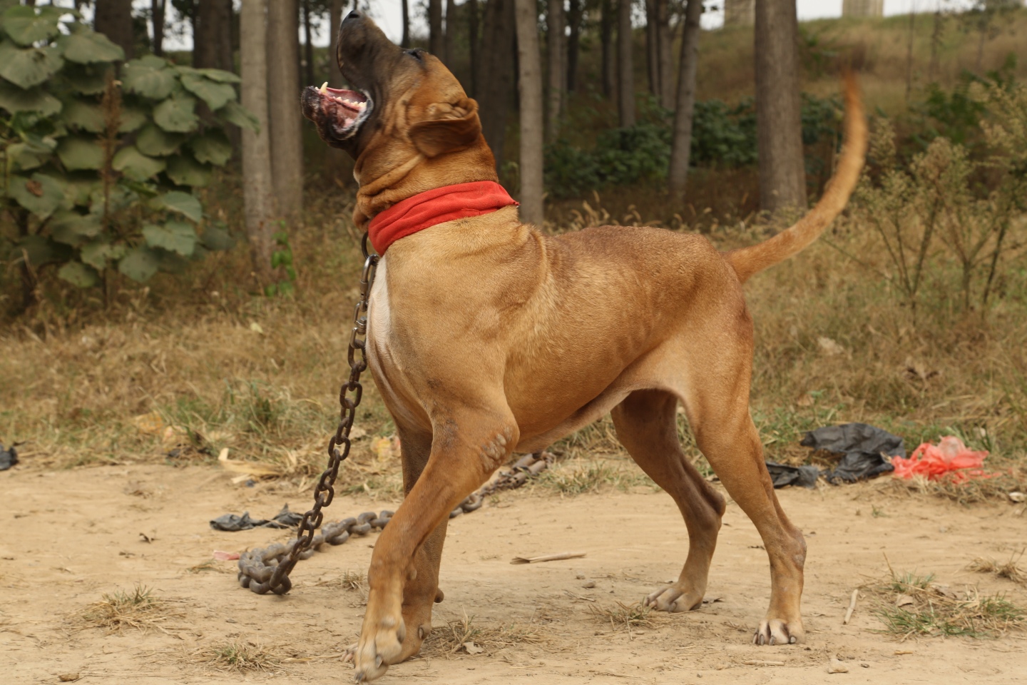 佐特犬图片