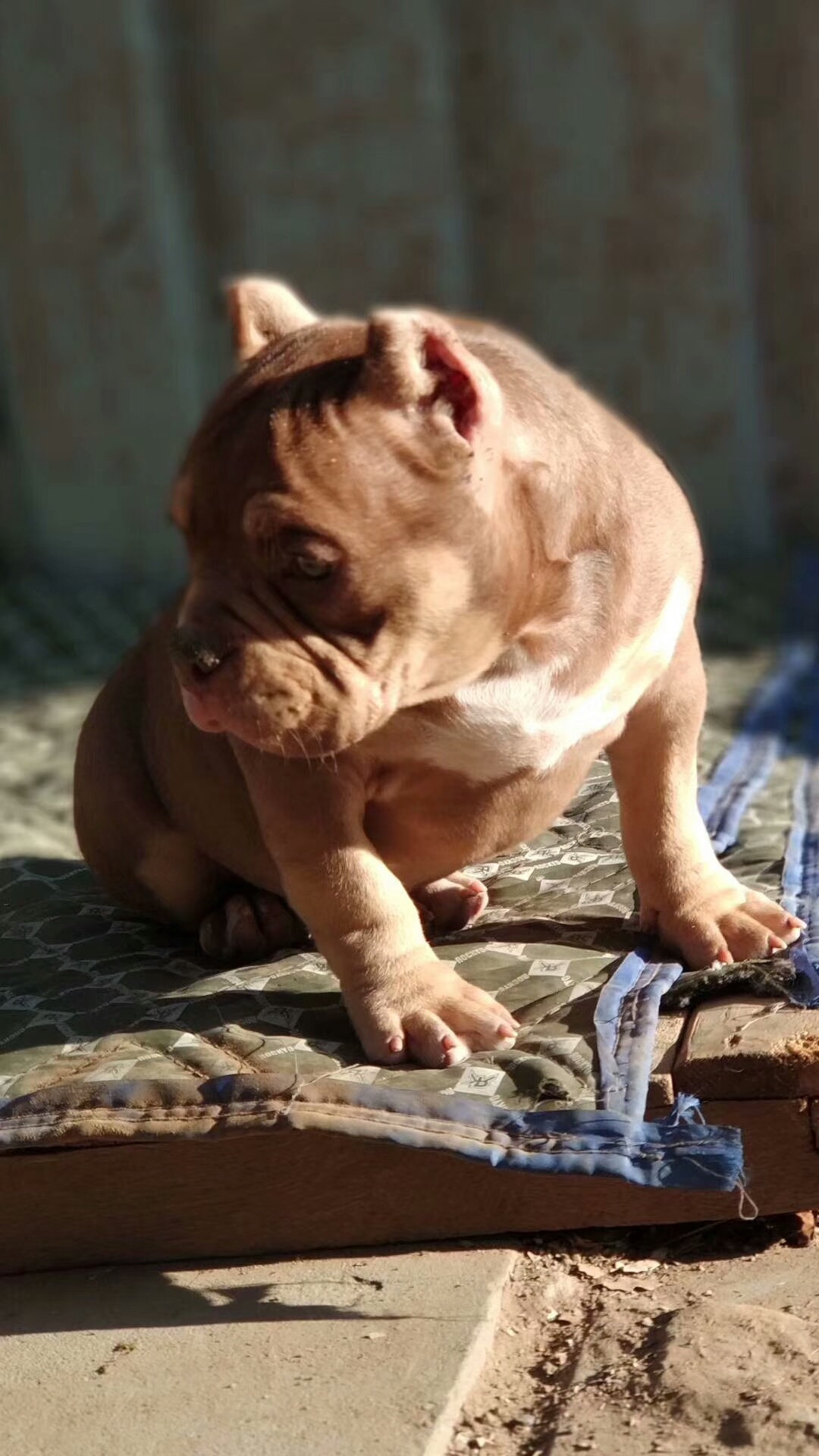 专业裁耳,全国各地上门服务,价格优惠.微信15376130362