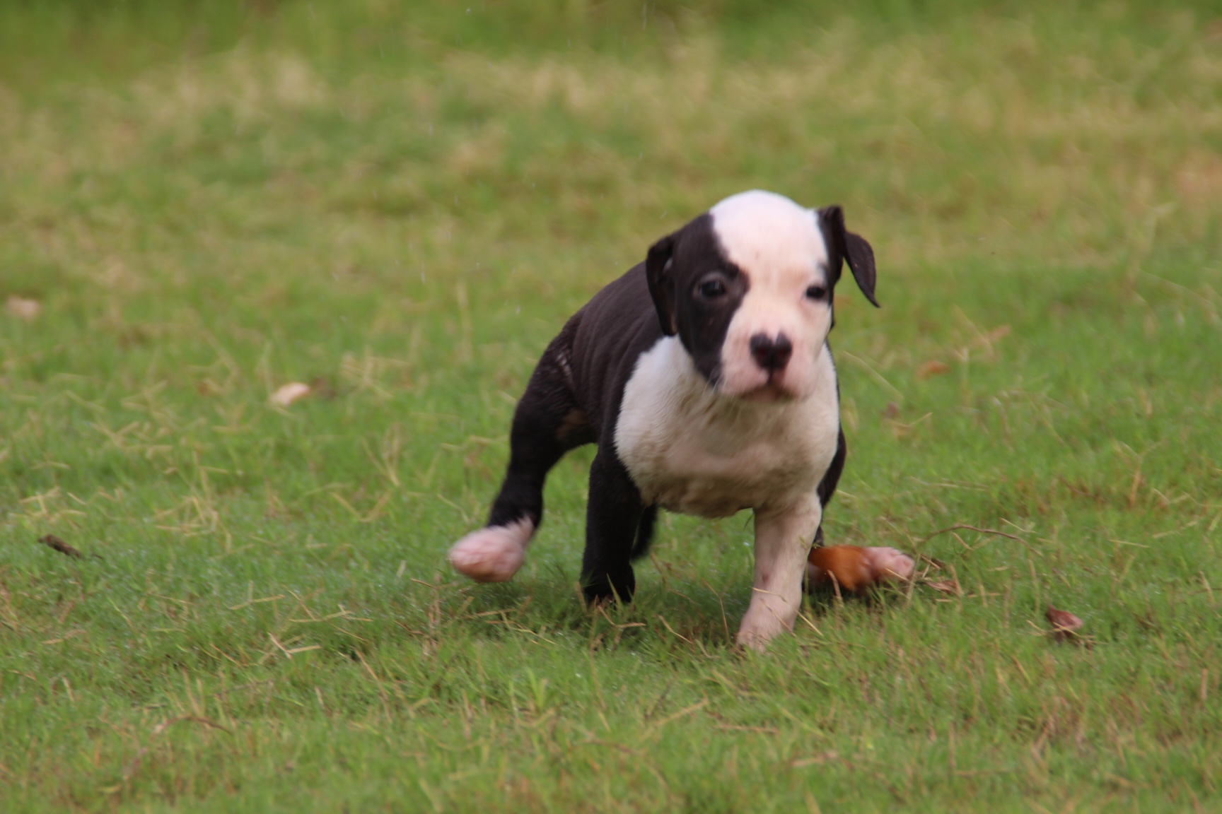 50日龄的一胎,父母均为欧洲原装进口冠军犬