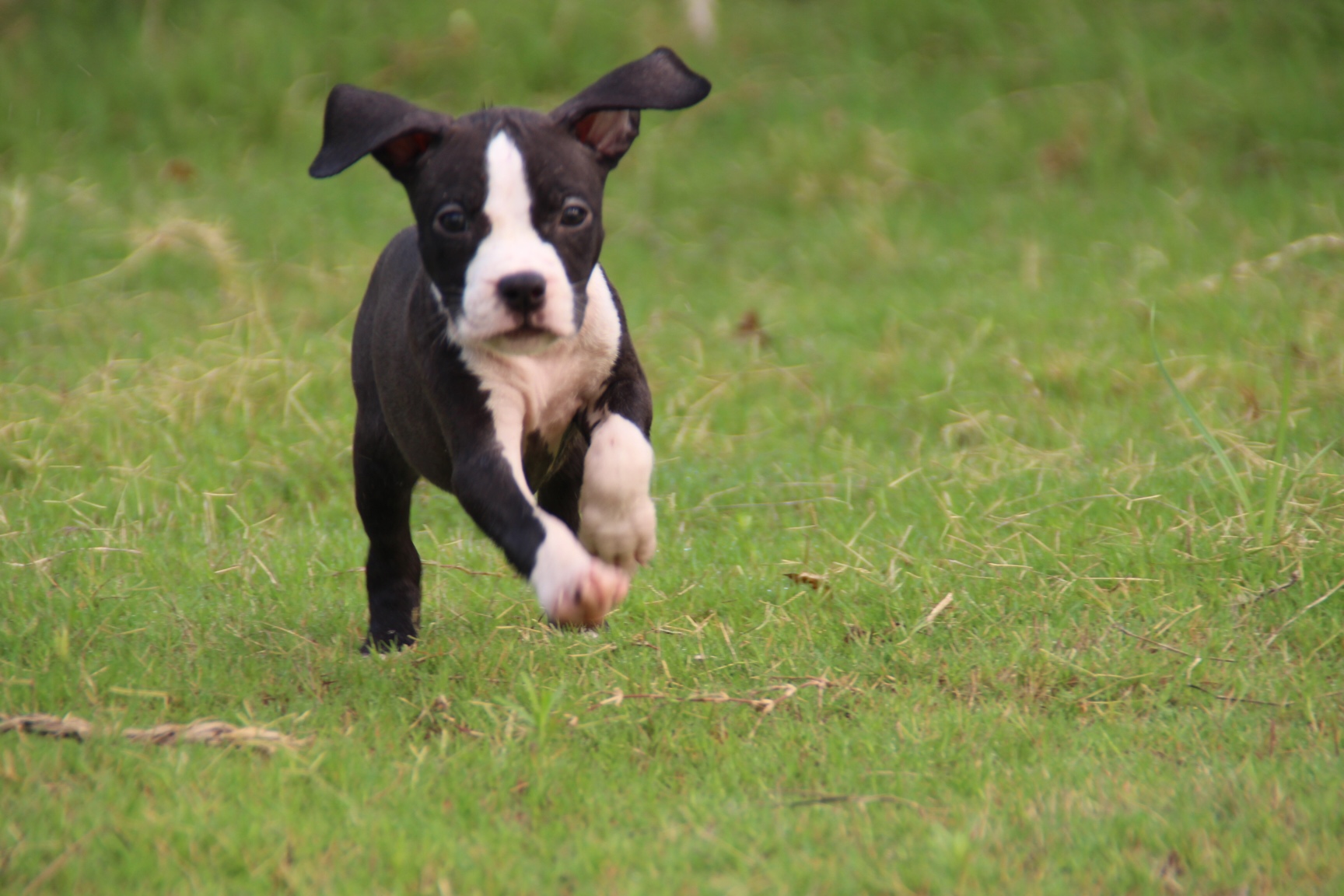 50日龄的一胎,父母均为欧洲原装进口冠军犬