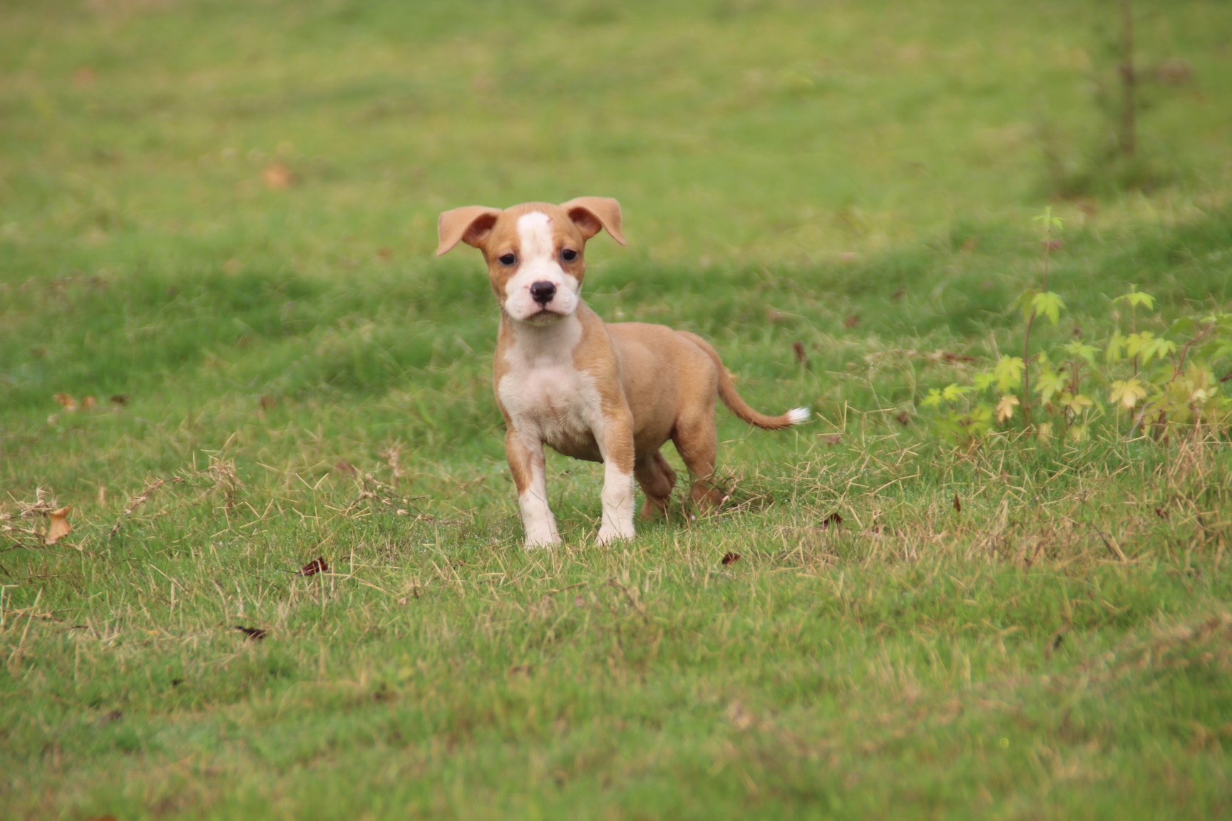 50日龄的一胎,父母均为欧洲原装进口冠军犬