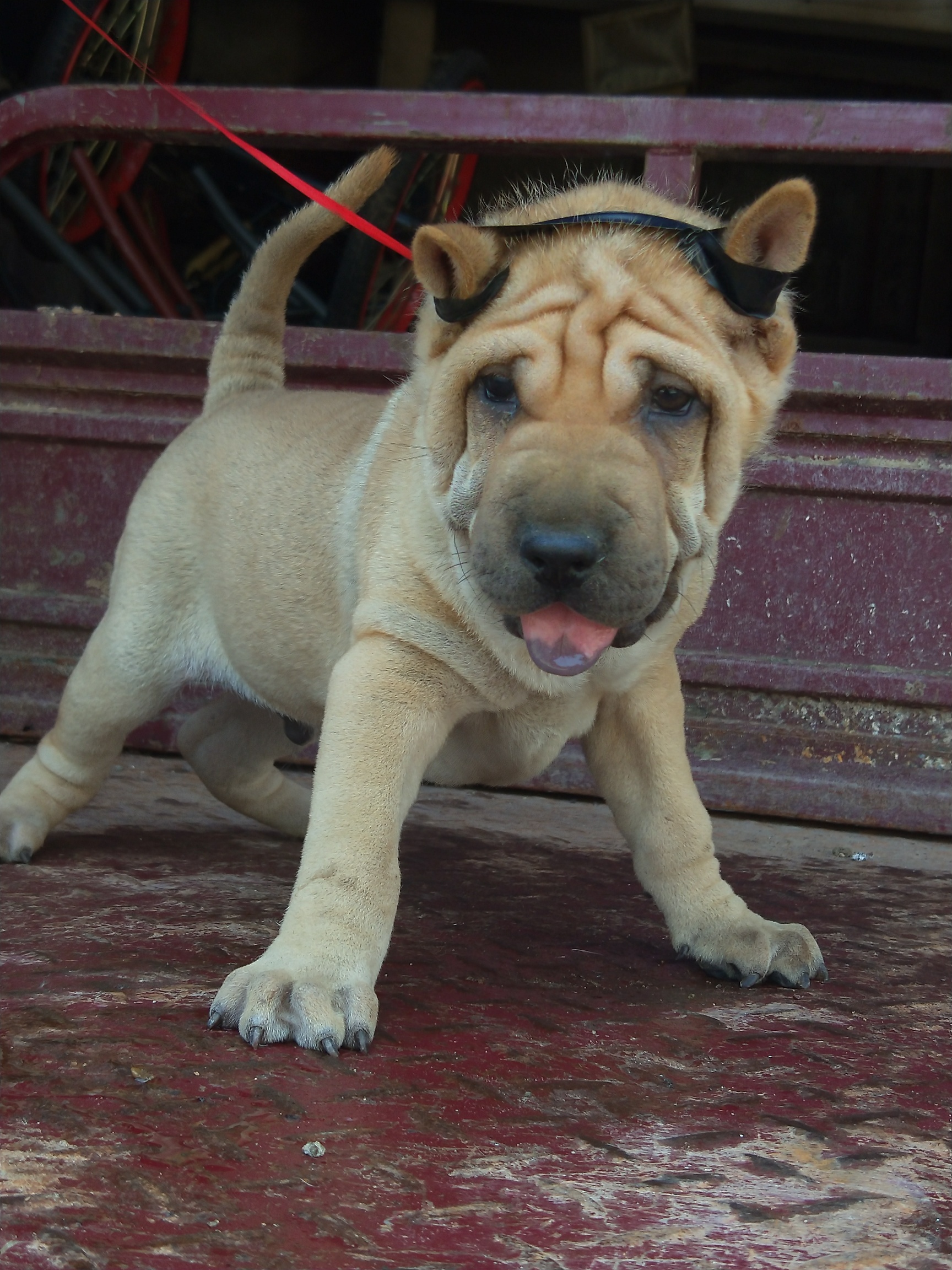 广西杂沙皮猎犬图片