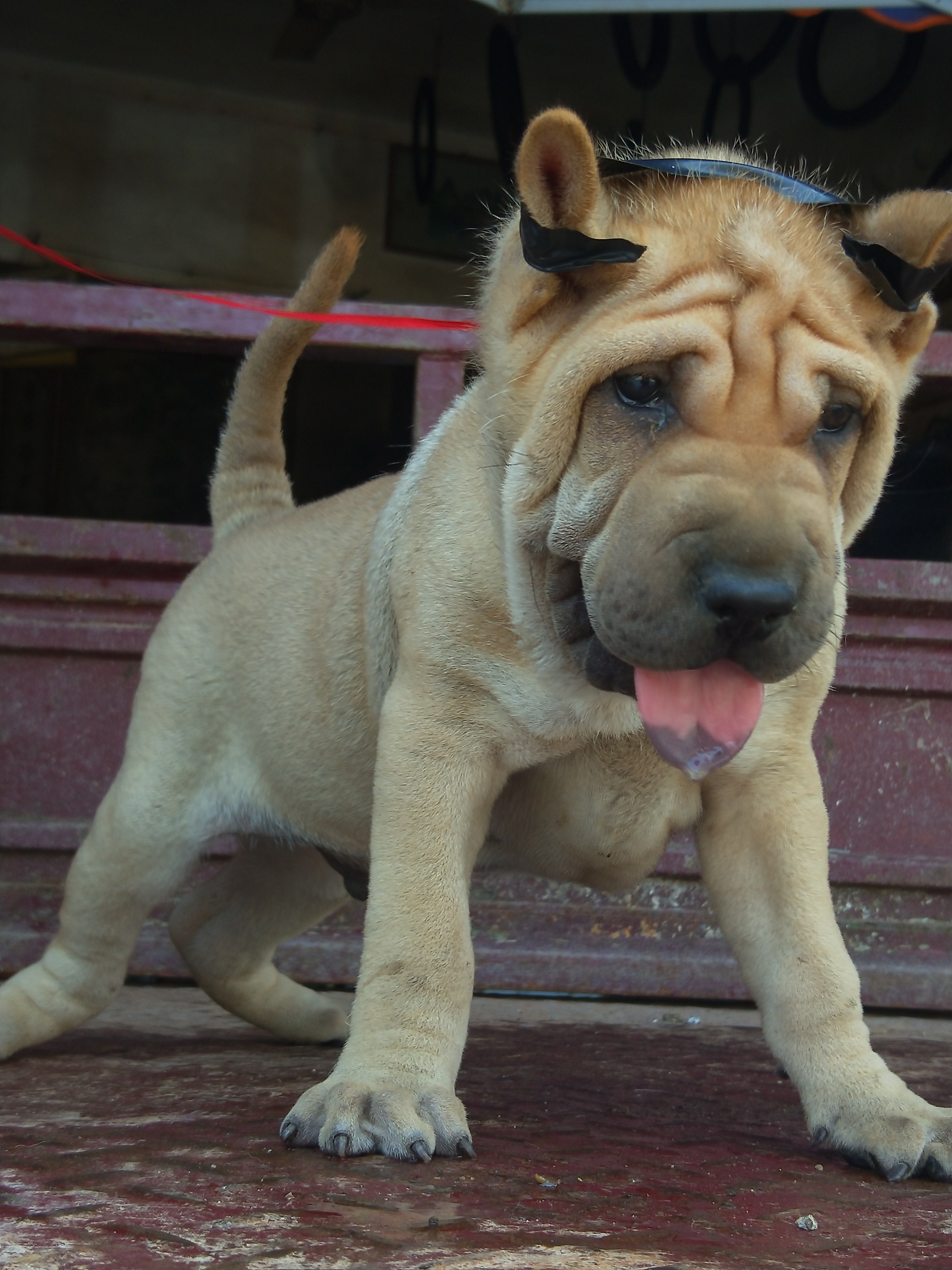 广西杂沙皮猎犬的优点图片