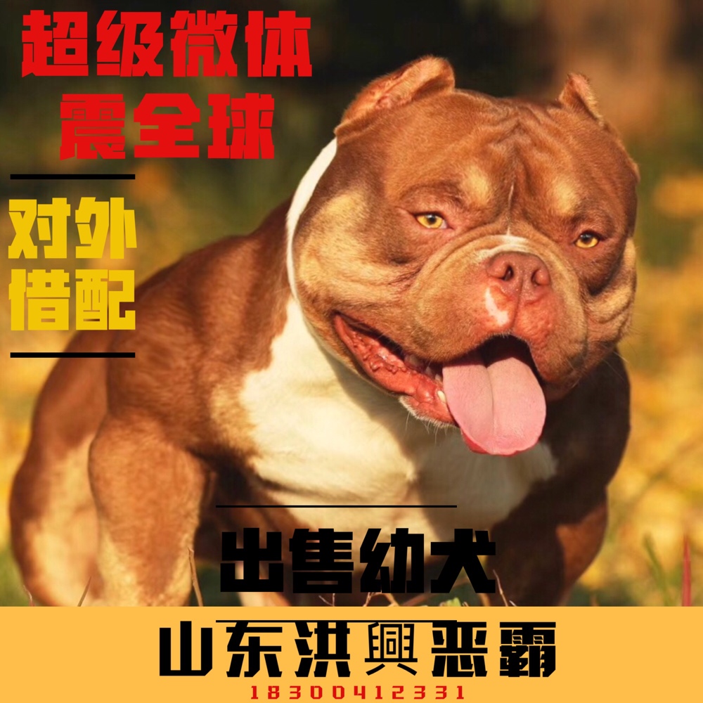 红魔儿子丁香王子