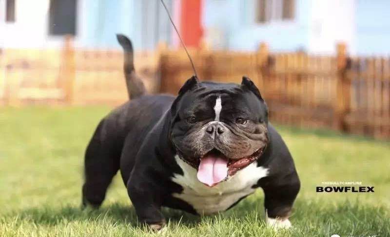 明星恶霸犬俱乐部