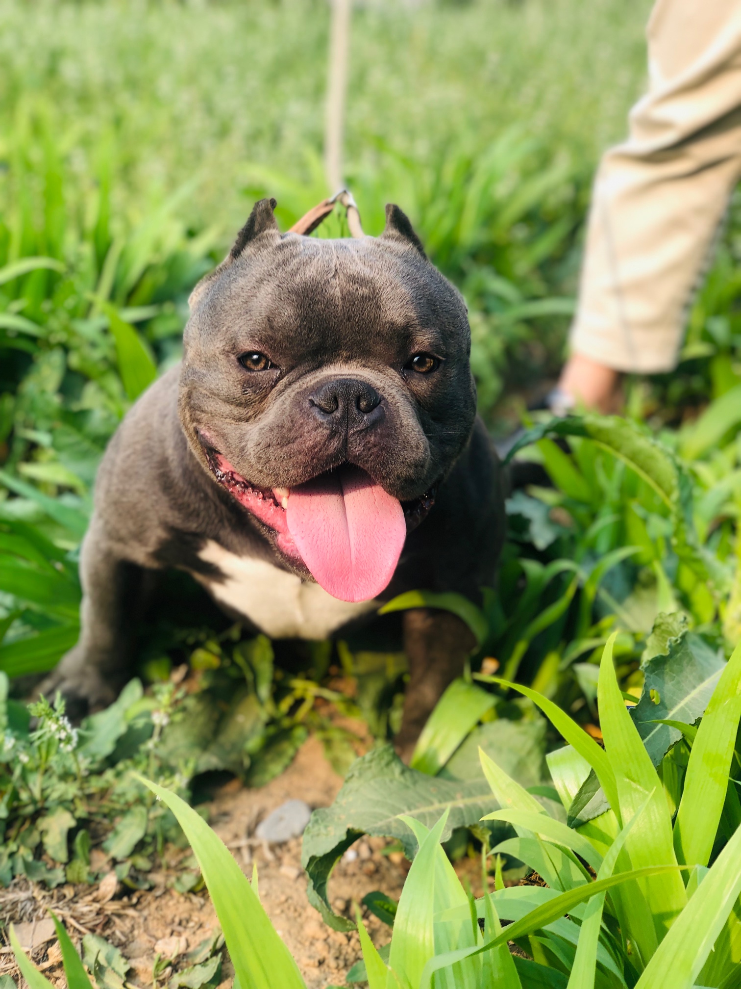 伯爵直子对外出售,品相自观!