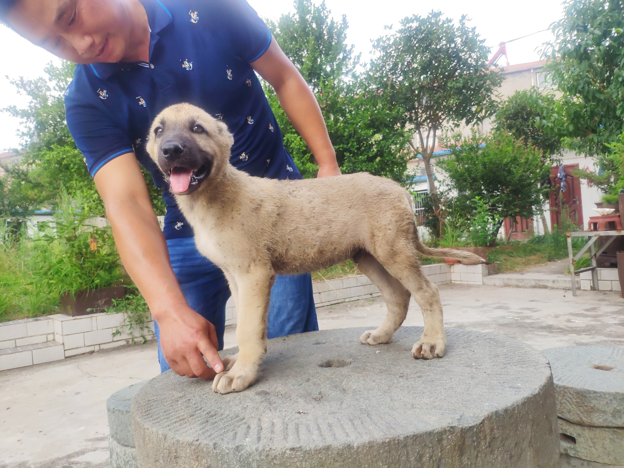 坎高犬 - 猛犬俱樂部-中國具有影響力的猛犬網