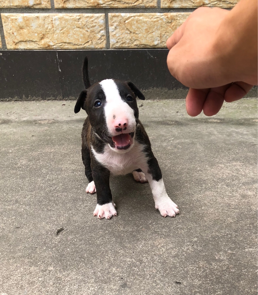 满月黑虎斑迷你牛头梗