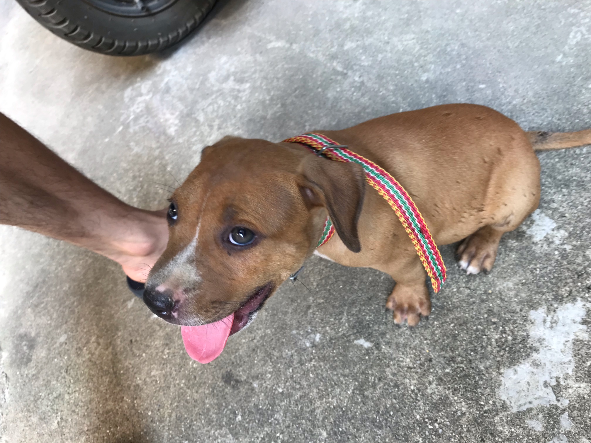 2个月比特公狗仔 - 比特犬交易 - 猛犬俱乐部-中国具有影响力的猛犬